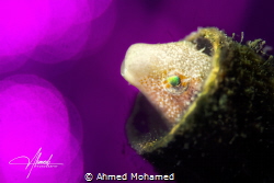 Fang Blenny by Ahmed Mohamed 